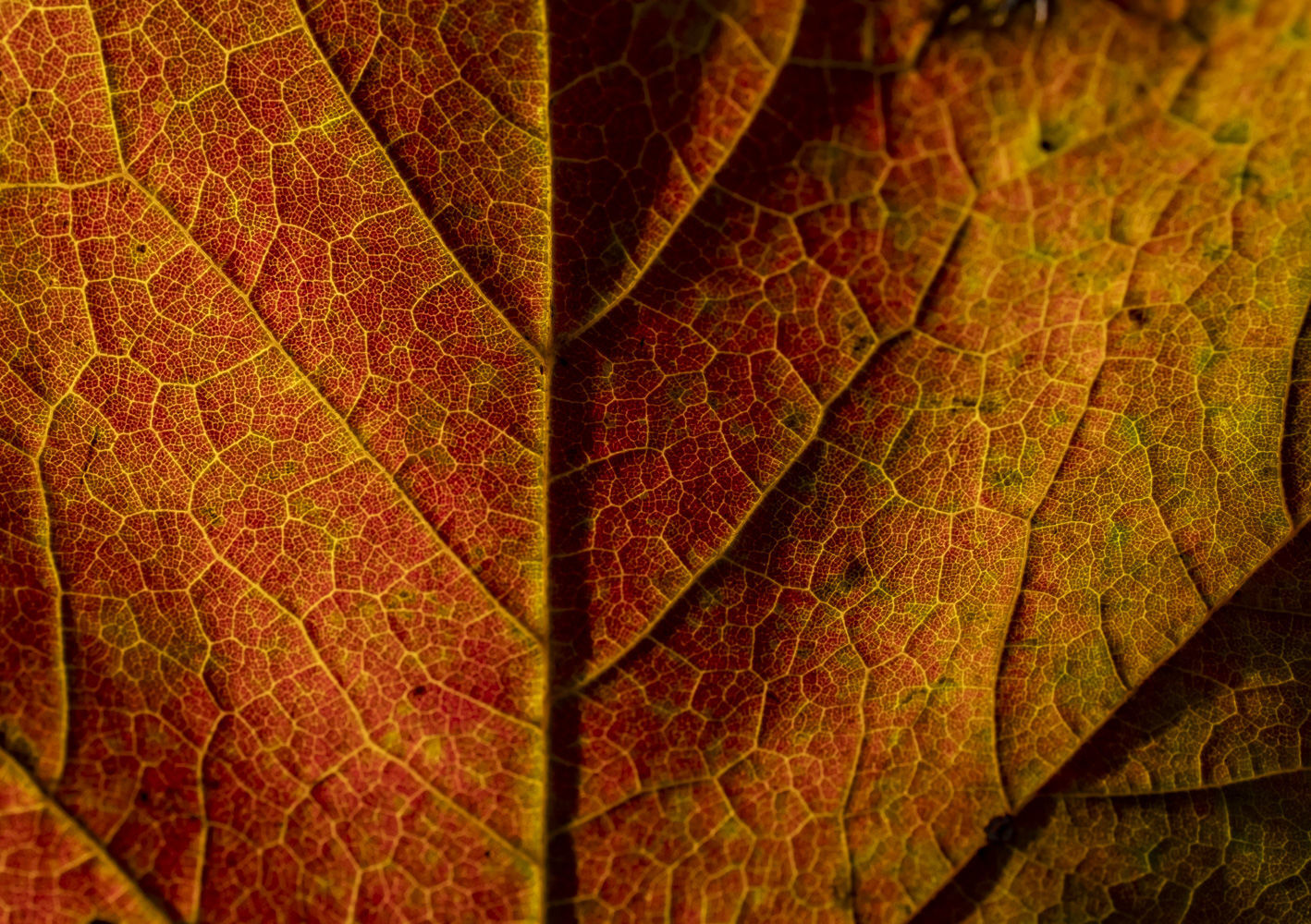 Fall around Lake Decatur 20 10.23.20.JPG